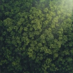 Fototapeta premium Minimalist drone view of a serene forest, lush green canopy, soft sunlight filtering through trees, harmony in nature