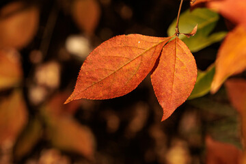 Obraz premium 秋の日差しを浴びて輝く色づいた葉