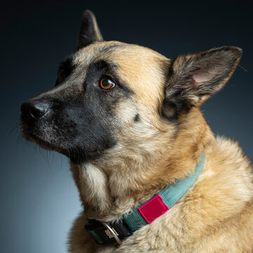 a dog in the studio