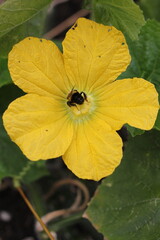 A wild bee visiting a bright orange flower growing in the summer garden.