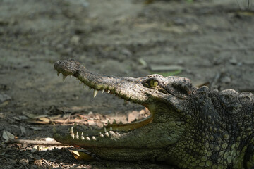 Fototapeta premium Crocodile in the zoo, Bangkok, Thailand