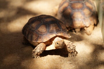 Fototapeta premium Turtles in the zoo in Bangkok, Thailand