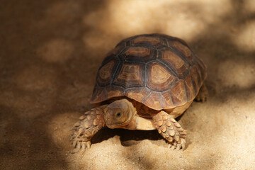 Fototapeta premium Turtles in the zoo in Bangkok, Thailand