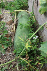 Obraz premium fresh watermelon growing in the garden