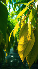Vibrant yellow and green mangrove leaves in tropical setting, lush, plant, ecosystem, nature, coastal