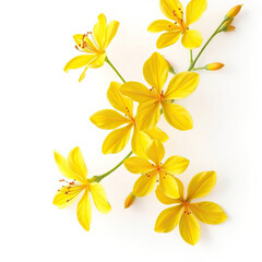 Fototapeta premium Vibrant yellow flowers on a clean white background, spring, botany, blooms, bright