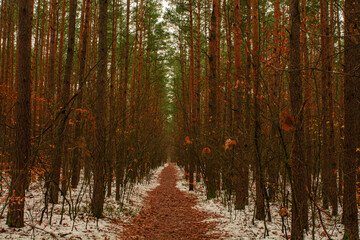 forest in autumn