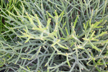 Tropical plants at flower market