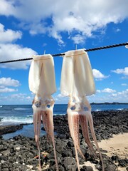 Squid, semi-dried squid, grilled squid