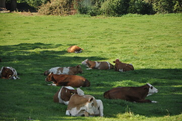 Cows rest lying down in field.A heard of spotted cows lying and resting on the pasture in Austrian Alps. There are high Alpine peaks in the back. Natural habitat of domestic animals. Serenity