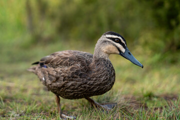 Obraz premium duck on the grass