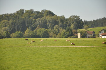 Cows rest lying down in field.A heard of spotted cows lying and resting on the pasture in Austrian Alps. There are high Alpine peaks in the back. Natural habitat of domestic animals. Serenity