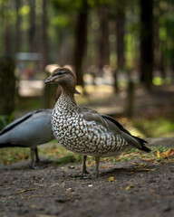 Fototapeta premium Duck in the park