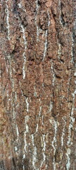 Pine bark