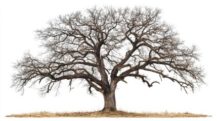 Obraz premium leafless old spooky tree isolated on white background with copy space
