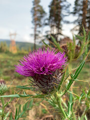 A vibrant purple thistle flower stands out sharply against a blurred background of trees and a distant power line.