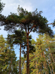 A towering pine tree reaches for the sky, its branches forming a canopy of needles against the backdrop of a clear blue sky.