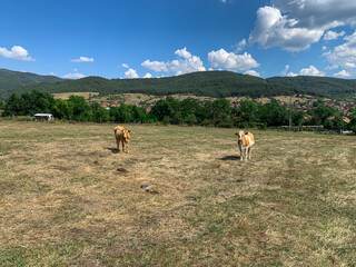 Two curious calves stand in a sun-drenched field, their gaze fixed on the distant village nestled amidst rolling hills.