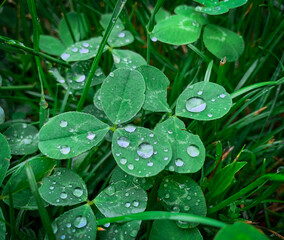 Close up raindrops glisten like tiny jewels on the vibrant green leaves of clover.