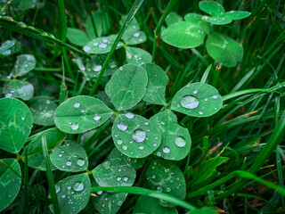 Clover leaves adorned with glistening water droplets create a refreshing and detailed view of nature's intricate beauty.