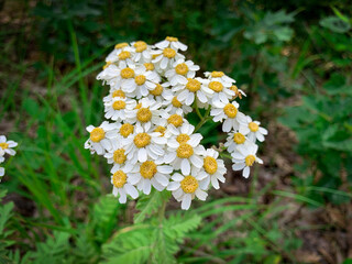 A cluster of delicate white flowers with bright yellow centers creates a stunning display against the lush green foliage