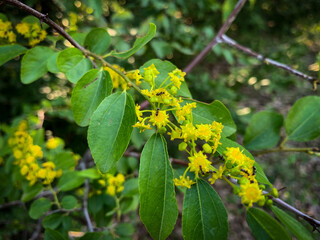 Tiny yellow flowers cluster along a branch, attracting a few industrious ants to their sweet nectar.