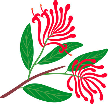 Notro (Chilean firetree) flowering branch