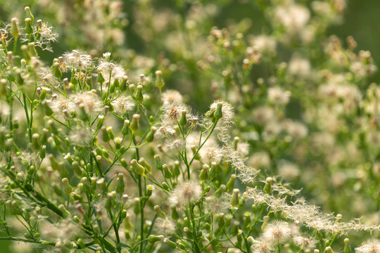 Erigeron canadensis. horseweed, Canadian horseweed, Canadian fleabane, coltstail, marestail