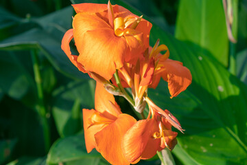Beautiful orange flowers of Canna hybrida in the garden