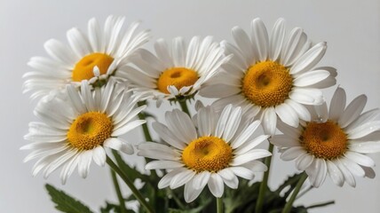 Fototapeta premium daisies