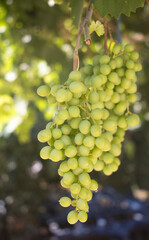 bunch of grapes on a branch