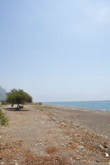 single tree on deserted beach by the sea