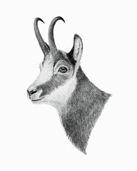 Chamois portrait on white background, pencil drawing