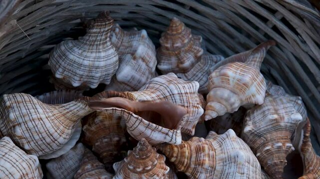 Greece Mykonos rapana shell beautiful sea rapana shell in a basket are sold on the shore in the Mediterranean sea on the island of Mykonos Greece