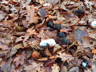 Autumn background with fallen yellow oak leaves and old rotten mushrooms hiding among the leaves.