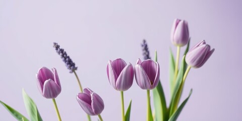 Naklejka premium A soft focus arrangement of delicate purple tulips and lavender sprigs on a pale lilac background.