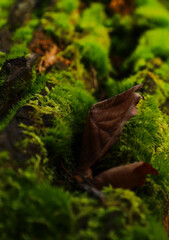 Obraz premium green moss on the tree