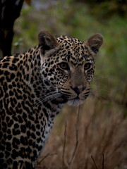 Fototapeta premium portrait of a leopard