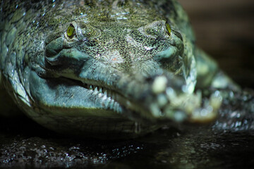 Obraz premium Crocodile in the water. Alligator swimming in the water. Amphibians.