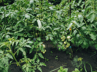 Green tomato bushes. Gardening concept and small vegetable garden in the yard of the house.