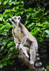 Naklejka premium Lemur in the natural environment