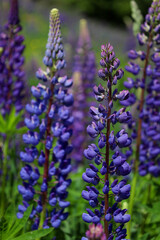 Obraz premium Summer flowers of Lupine.
