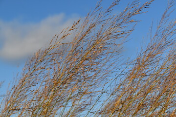 Hay is growing in nature in sunny and windy autumn day.