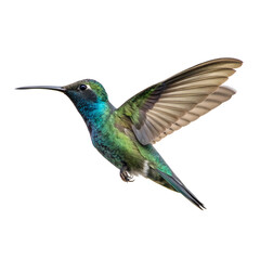 Obraz premium Colorful Hummingbird in Flight Isolate On Transparent Background Cutout, PNG file, Cutout file