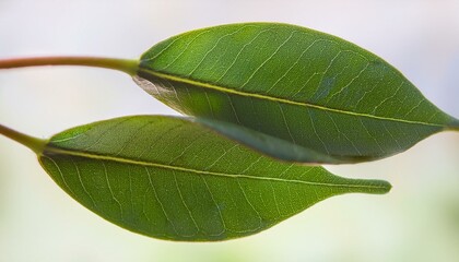 Fototapeta premium 작은 나뭇잎 두장