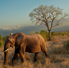 Fototapeta premium elephant in the wild south africa during sun downer safari