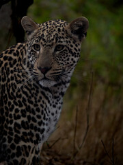 Fototapeta premium leopard in the wild south africa