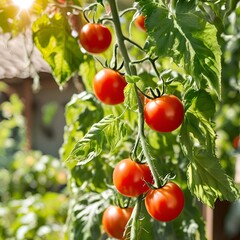 Tomato vegetable fruit plant
