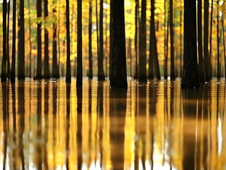 Obraz premium Golden Autumn Forest Reflections Photo