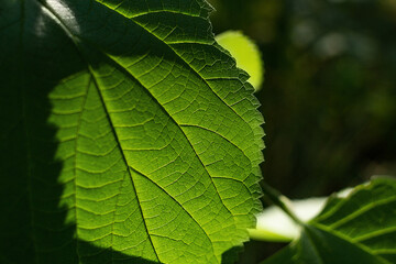 close up of green leaf